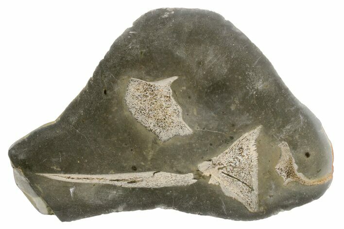 Fossil Plesiosaurus Bones in Cross-Section - England #171177